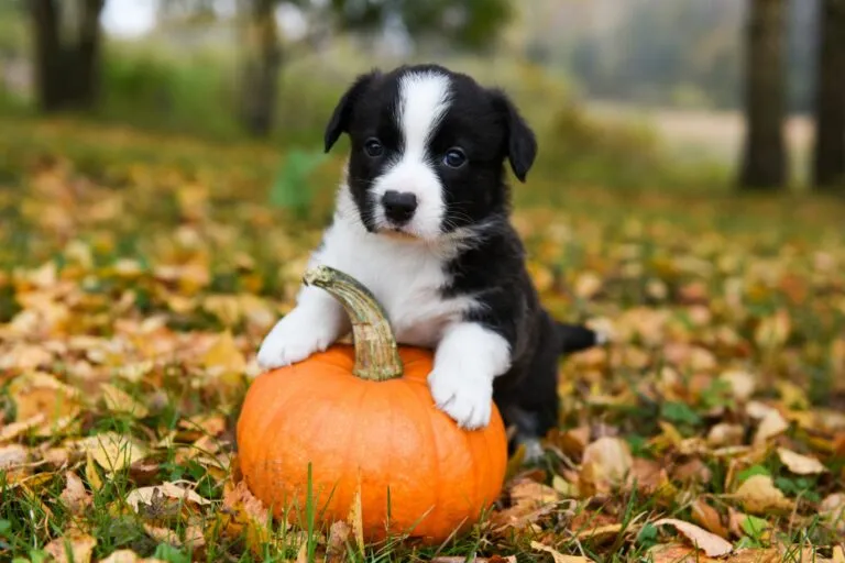 petit chien noir et blanc qui joue avec une citrouille dans la forêt