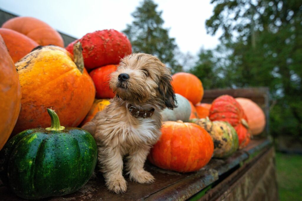 petit chien au milieu des citrouilles