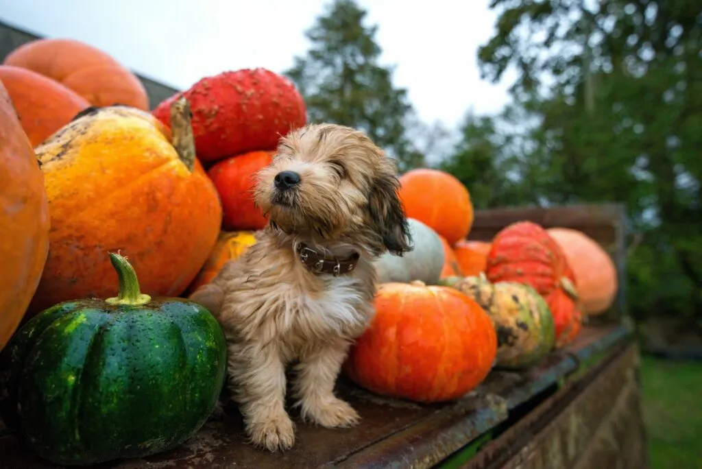 petit chien au milieu des citrouilles