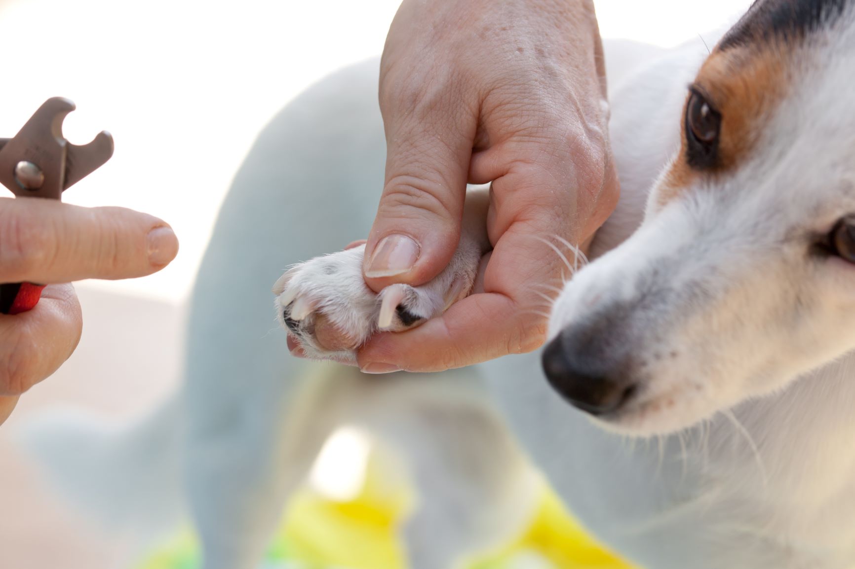 Couper les griffes de votre chien : conseils et astuces
