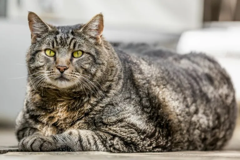 Diabète chez le chat : éviter le l'obésité
