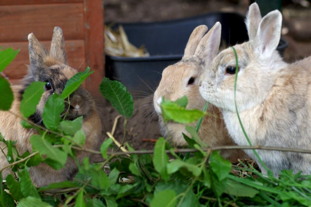 Alimentatoin de lapin à base de feuilles