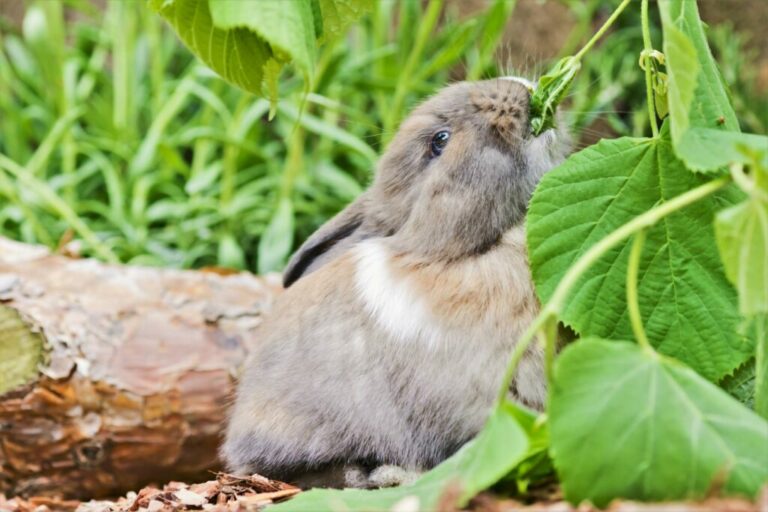 Alimentation lapin branches