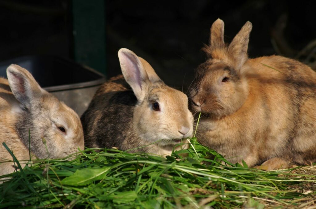Alimentation de lapins au fourrage frais