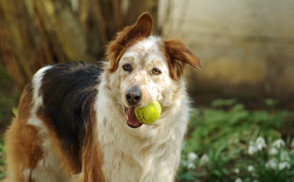 vieux chien qui joue