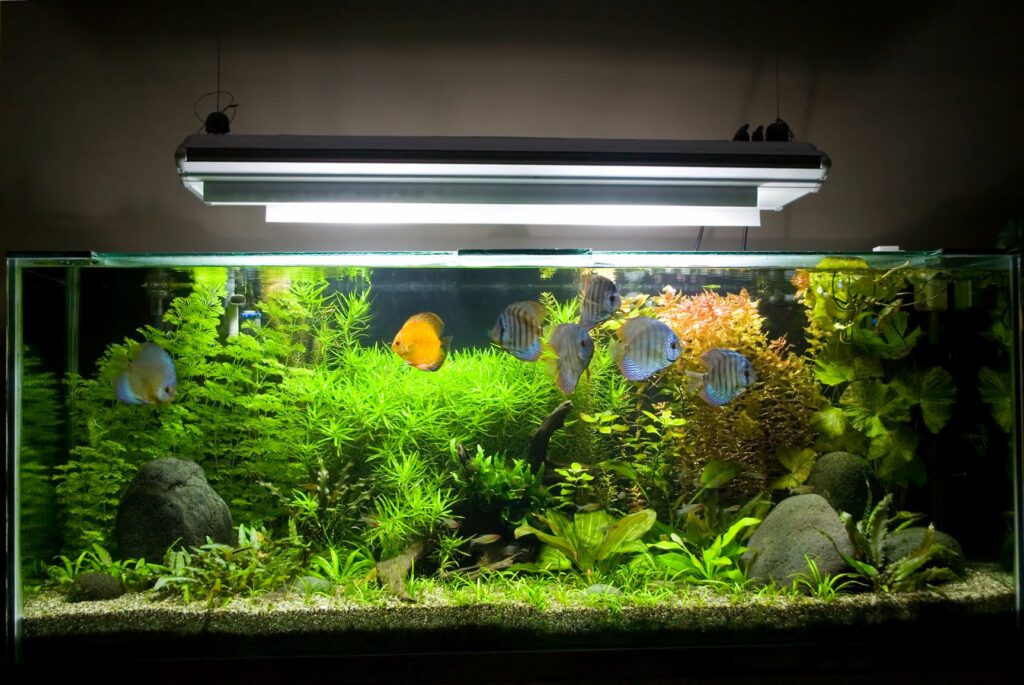 aquarium et poissons