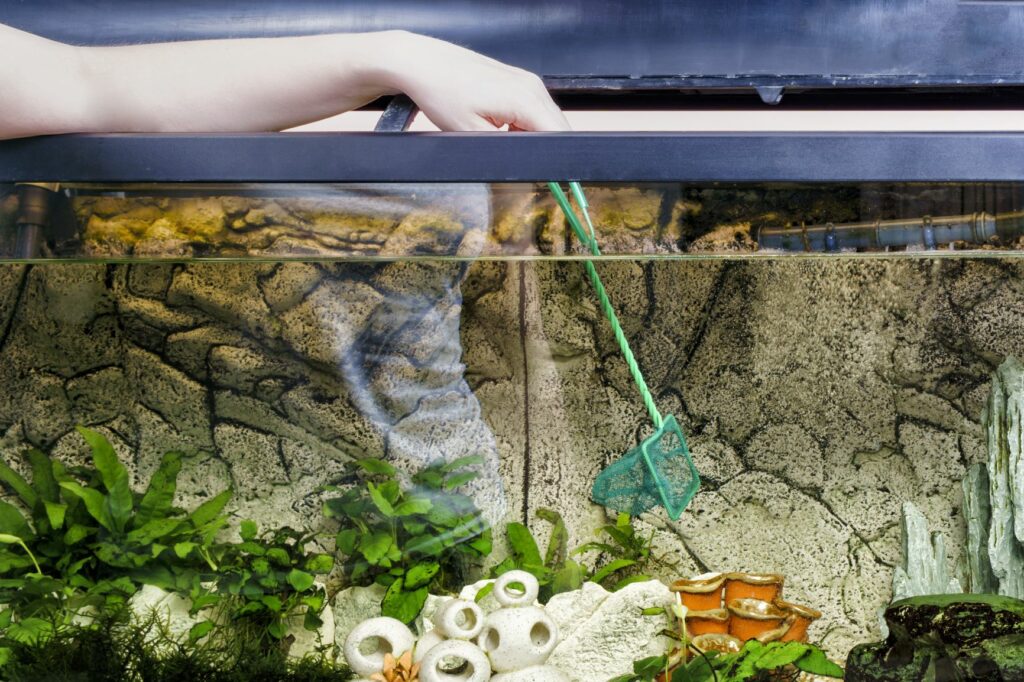 L'aquarium : définition, comment le réussir ? Explications