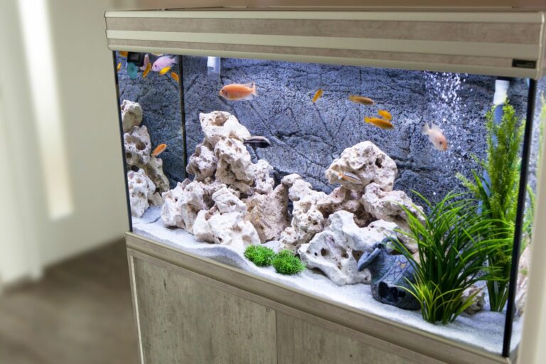 9 choses à savoir avant d'installer un aquarium