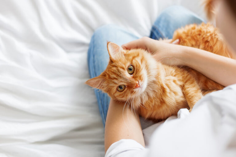 chat roux qui se fait câliner