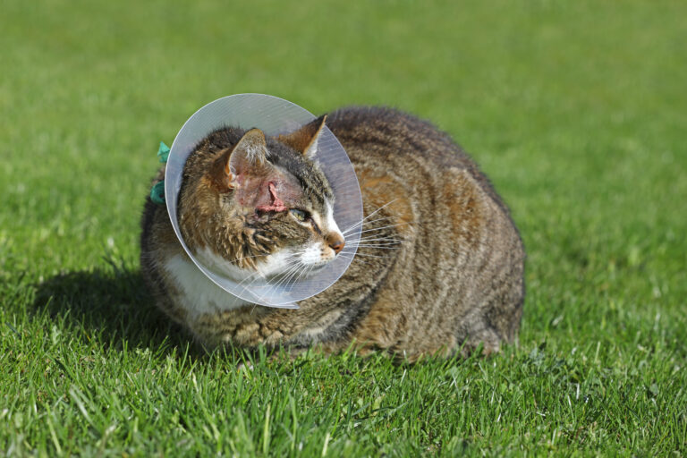 Chat avec un abcès portant une collerette après un abcès du à une morsure par un autre chat. La collerette sert à bloquer le chat pour ne pas qu'il se lèche.