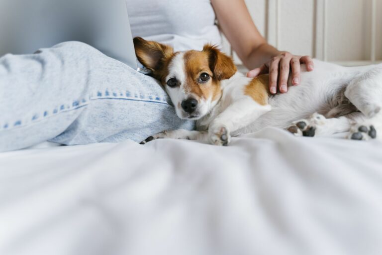 petit chien brun et blanc sur un lit à adopter pendant le confinement