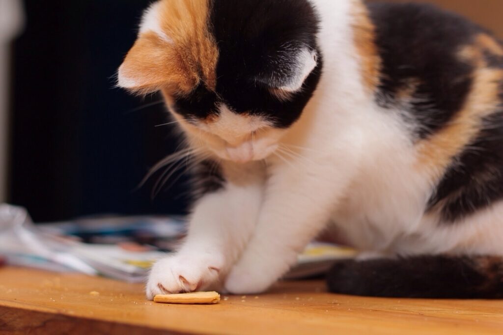 chat devant une friandise pour chat maison