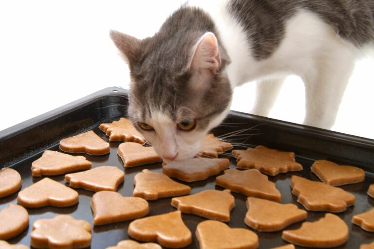 un chat gris et blanc renifle des friandises