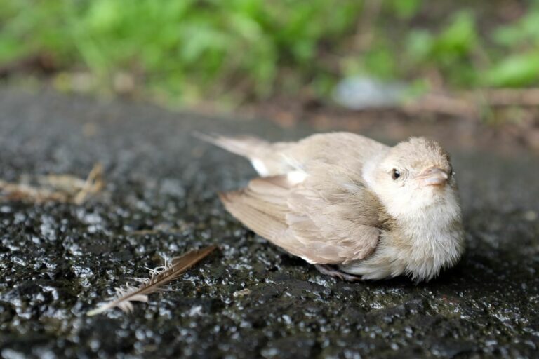 Que faire si vous trouvez un oiseau blessé ? | Magazine zooplus