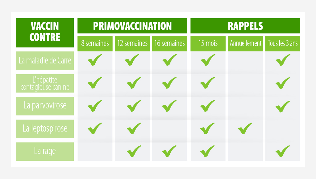 les vaccins du chien