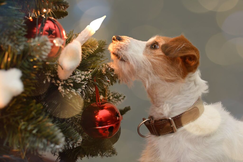 chien devant guirlande de noel