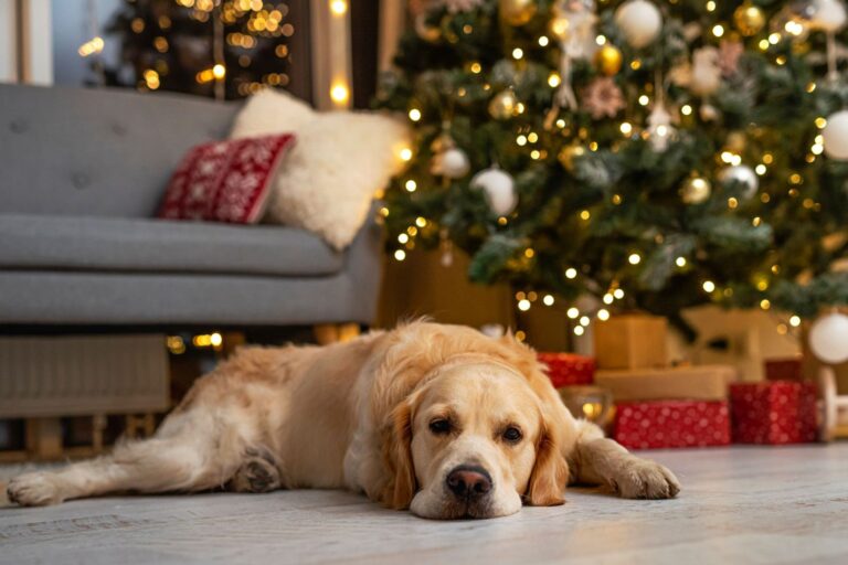 chien devant sapin de noel