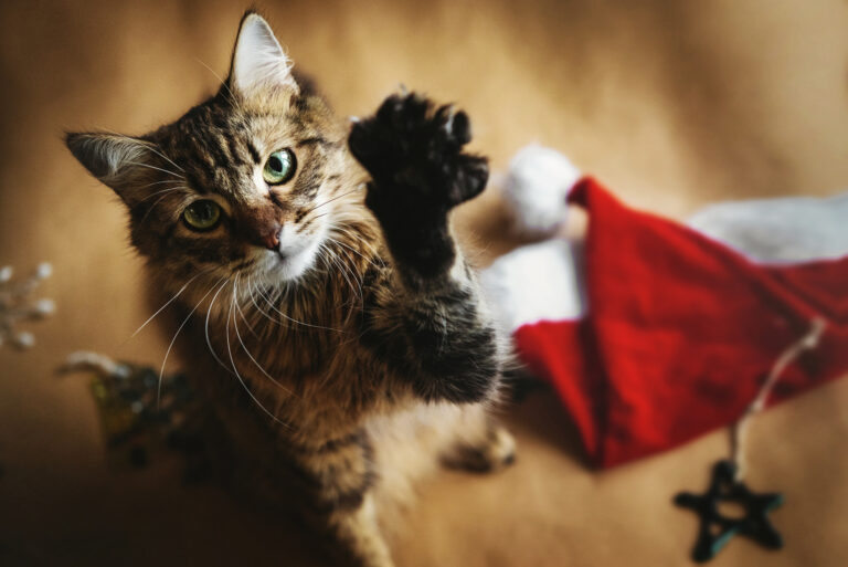 chat à noel