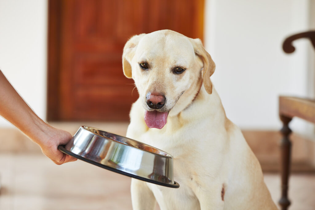 un golden retriever attend sa nourriture dans sa gamelle