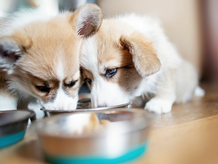 alimentation de deux chiots via des croquettes