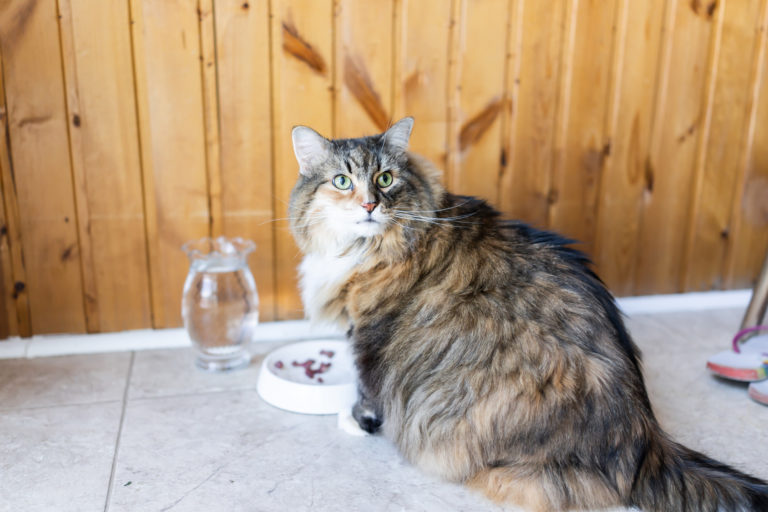 maine coon mange croquettes