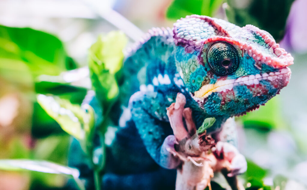 un caméléon bleu dans son milieu naturel