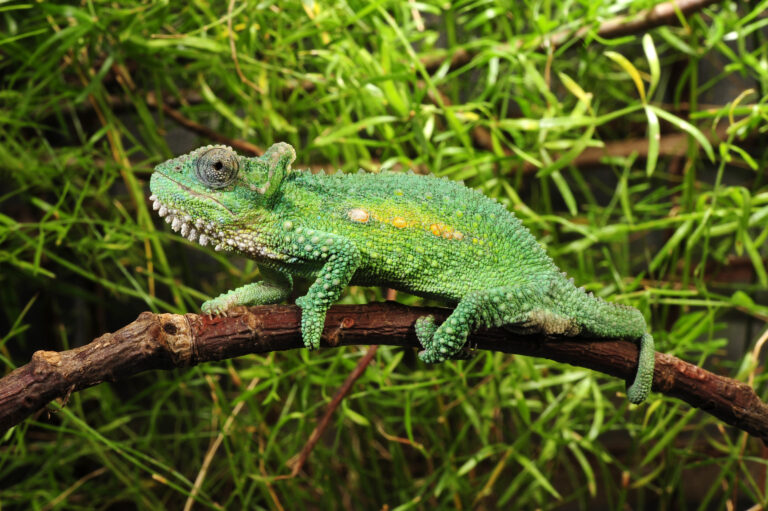 un caméléon vert sur une branche