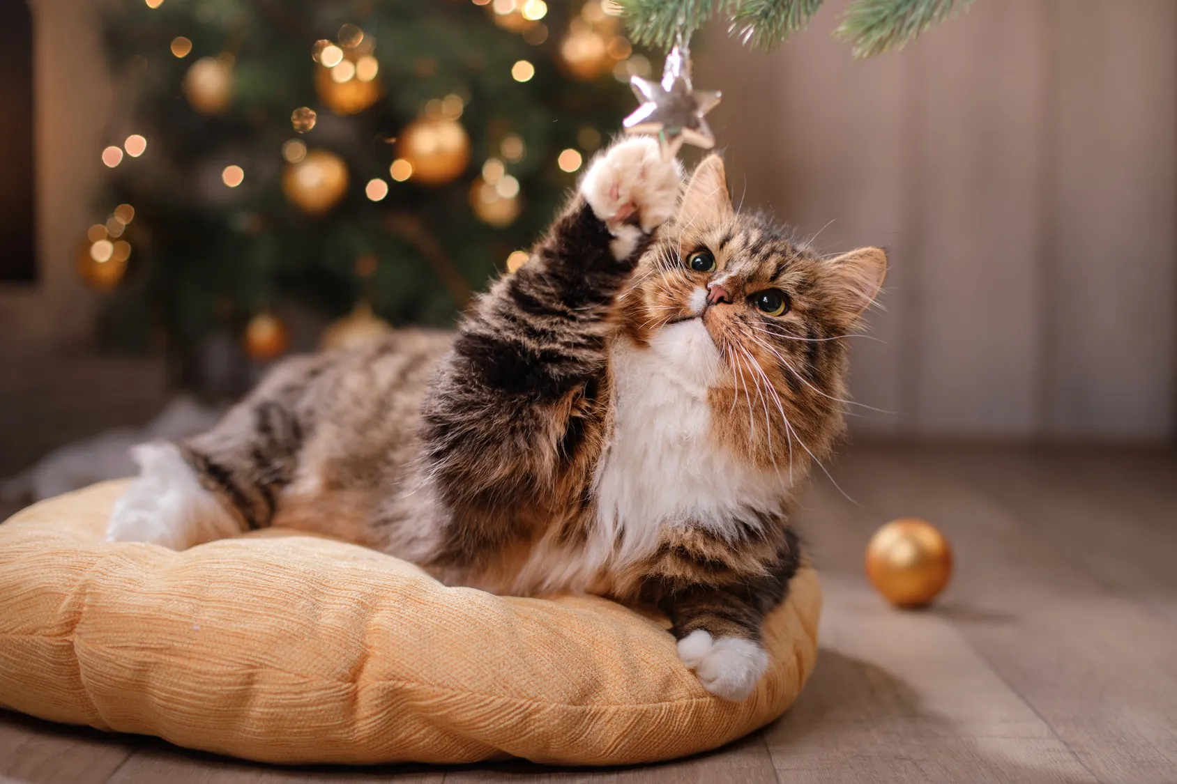 Chat à Noël