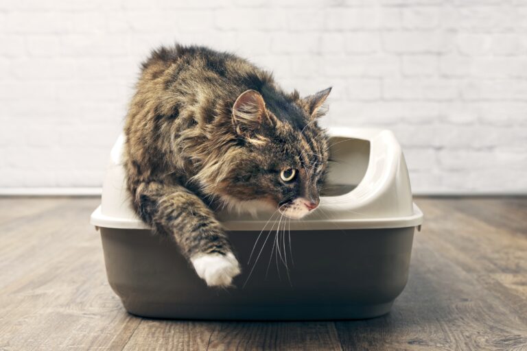 chat maine coon qui utilise son bac à litière en cas de diarrhée