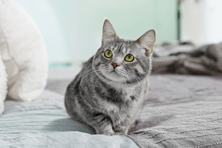 chat urine sur lit