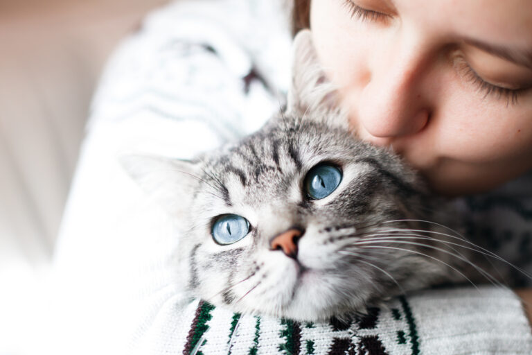 un beau chat tigré aux grands yeux bleus se fait câliner par sa propriétaire