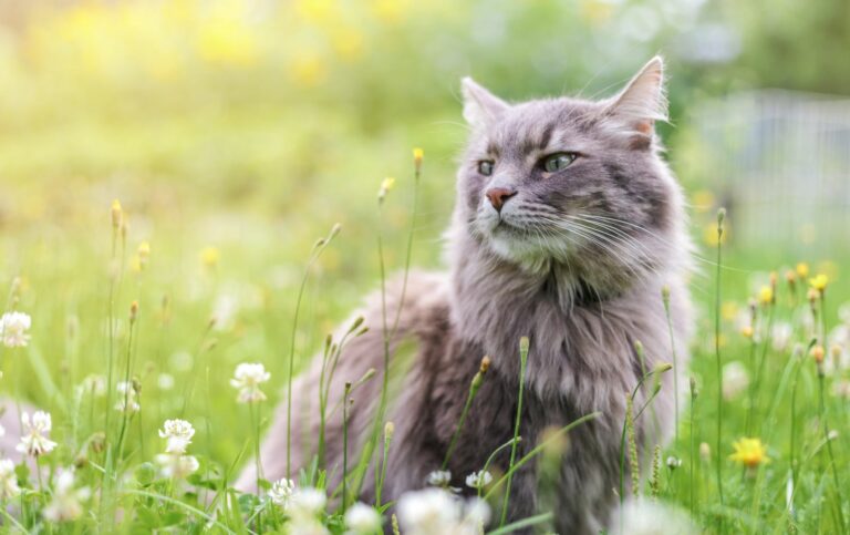 un chat gris entouré de pollen qui provoque l'asthme du chat