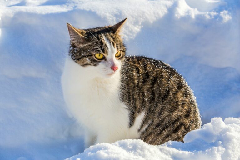 un chat bicolore dans la neige en hiver