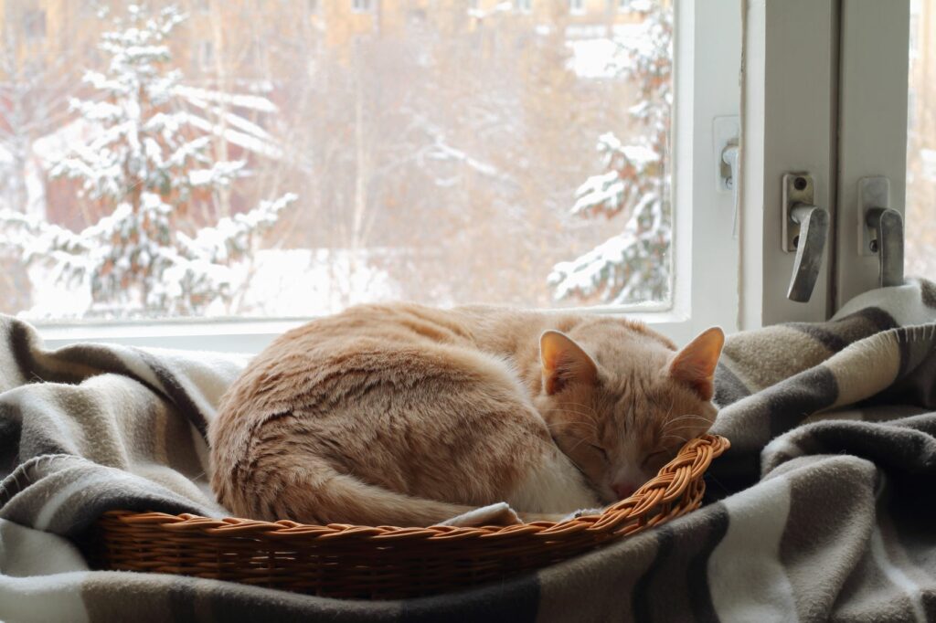 un chat roux fait la sieste sur une couverture en hiver