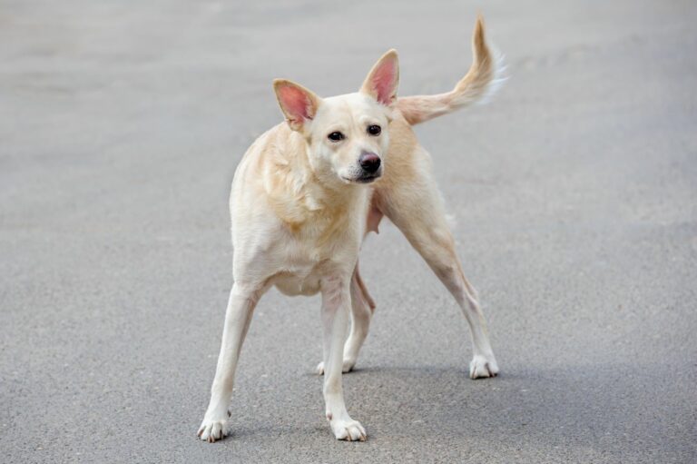 un chien errant dans la rue