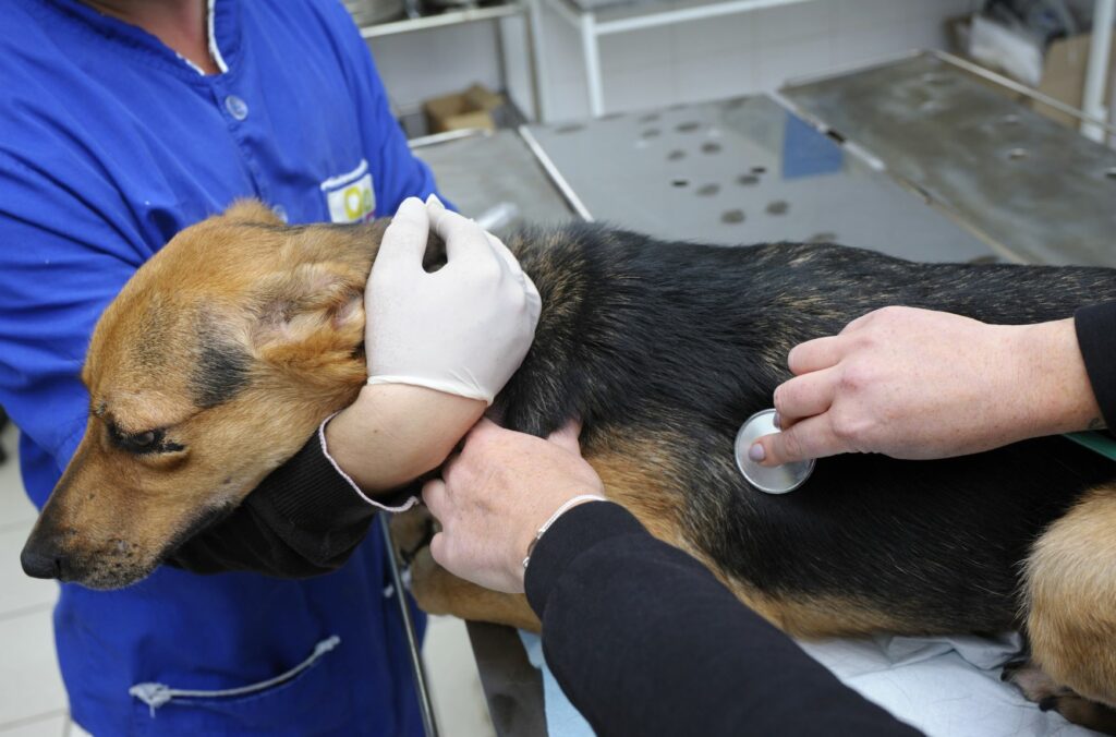 chien errant chez le vétérinaire