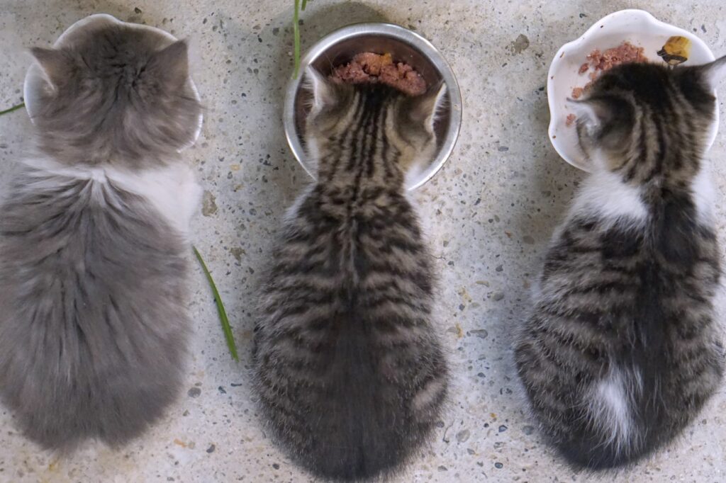 trois chats mangent dans leur gamelle de la nourriture pour chat