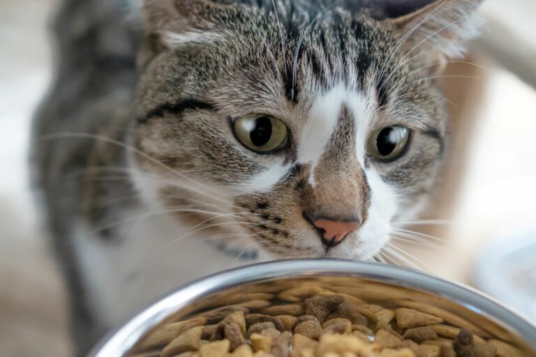 un chat regarde de la nourriture pour chat dans sa gamelle