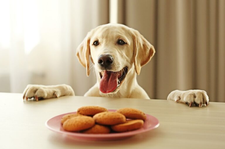un labrador regarde des biscuits pour chien maison