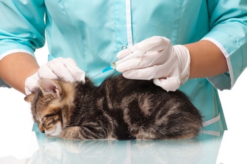 vaccins chat et chaton