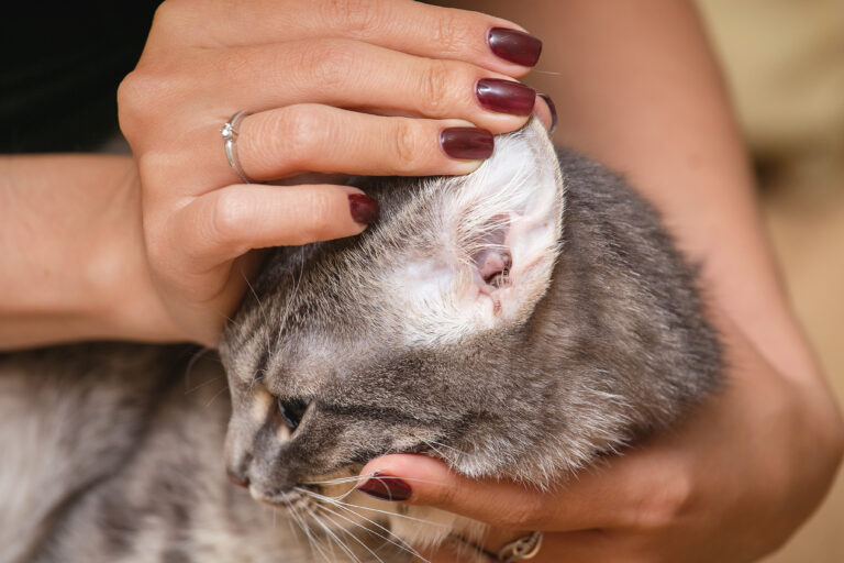 oreille d'un chat infesté d'acariens