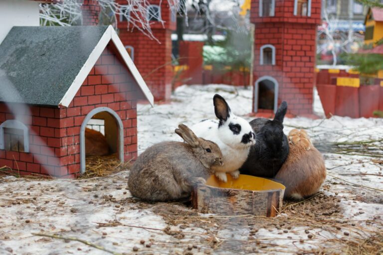 la diarrhée chez le lapin