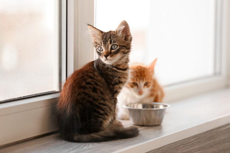 nourrir chat selon âge