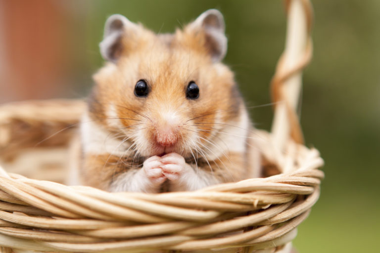 Petit hamster dans un panier