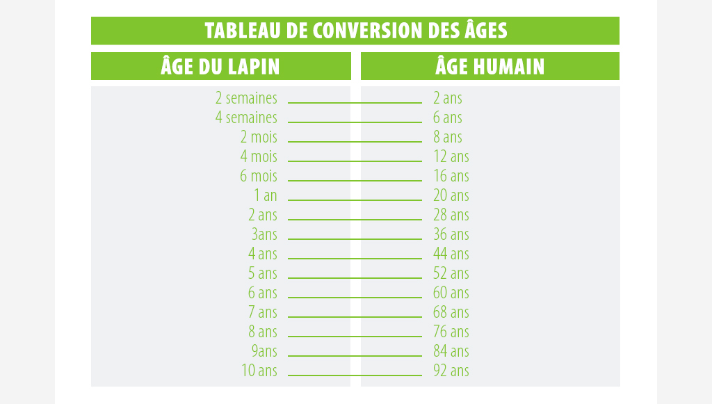 âge du lapin en âge humain