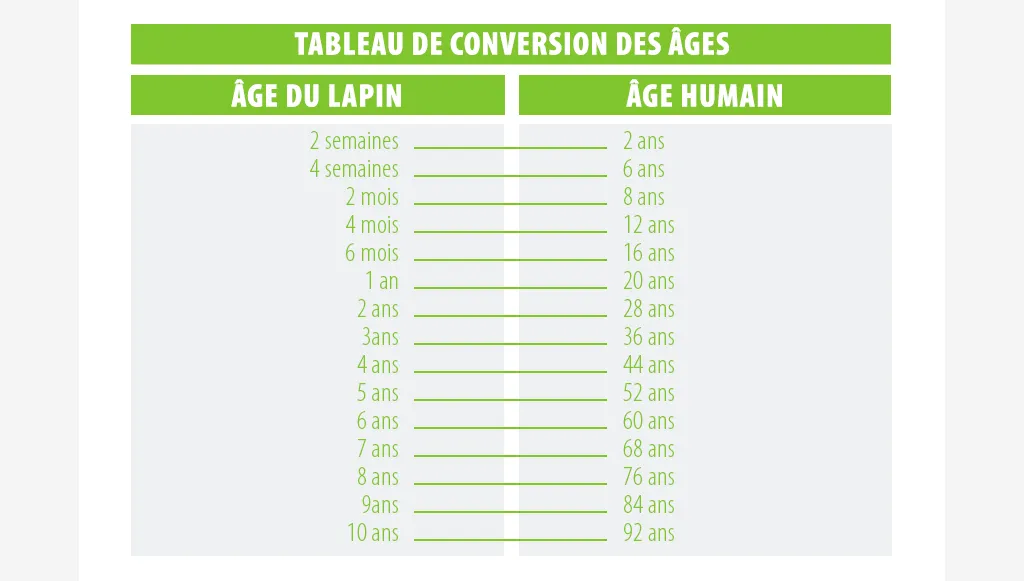 âge du lapin en âge humain