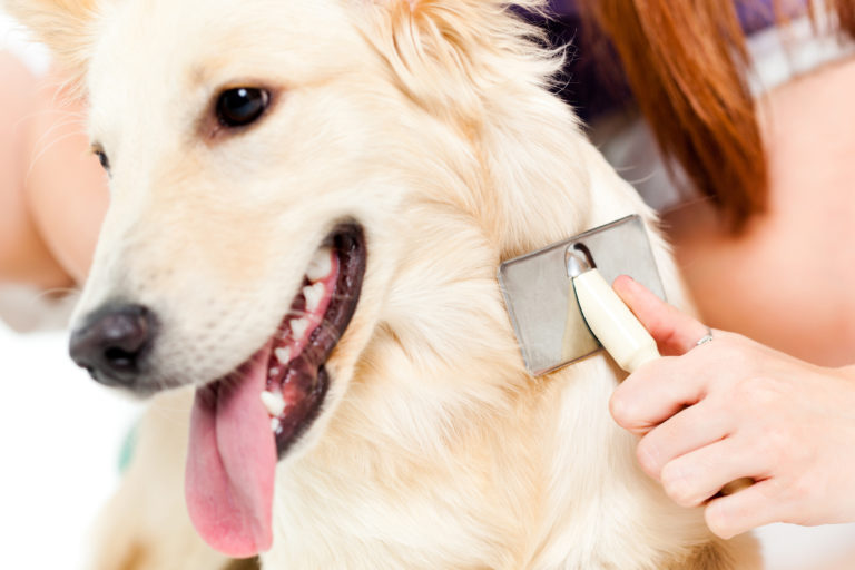 un chien se fait brosser les poils