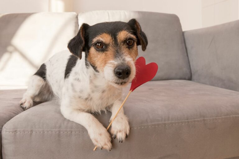 Saint-Valentin : idées de cadeaux pour chien