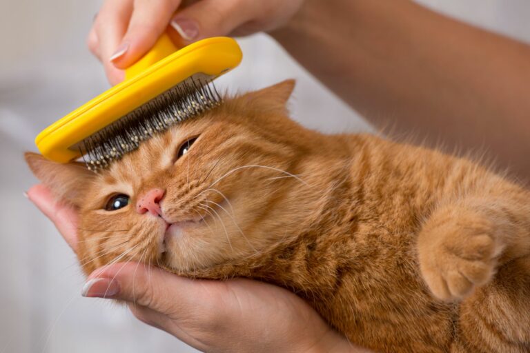 un chat roux se fait entretenir le pelage à l'aide d'une brosse