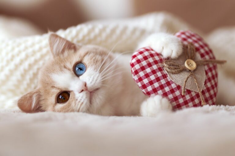 Saint Valentin Idees De Cadeaux Pour Chat Magazine Zooplus Saint Valentin Idees De Cadeaux Pour Chat Magazine Zooplus